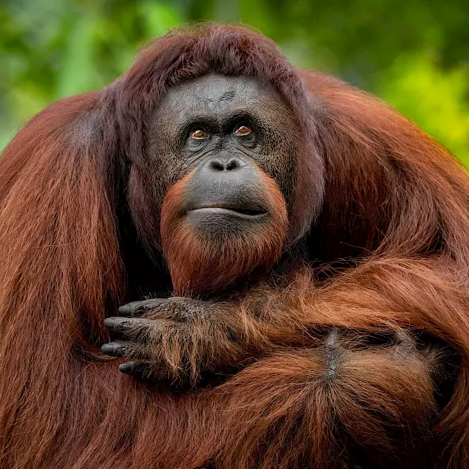 Grosses Bild © Mark Edward Harris | BOSF | BOS Schweiz