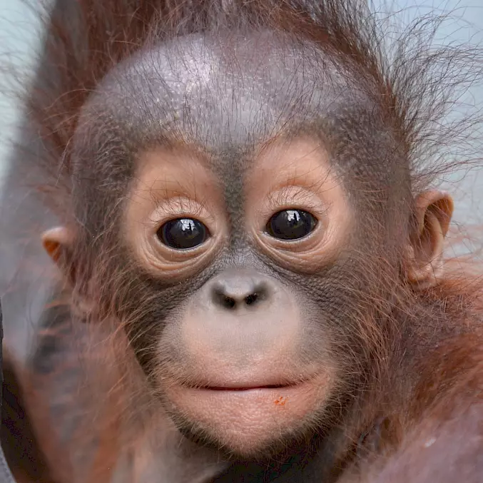 Die Orang-Utan-Waise hatte Glück im Unglück und wurde von BOS gerettet. In 8-10 Jahren ist sie bereit, in einem Schutzwald zu leben. Frei und gesund. © BOS Foundation