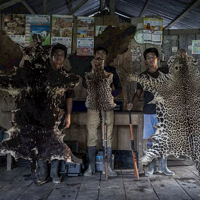 Grosses Bild: Jäger präsentieren stolz die Felle von Jaguaren, die sie in Iquitos, Peru, erlegt haben. © Aaron Gekoski