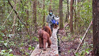 Grösste Orang-Utan-Rettungsstation zügelt Waldschule